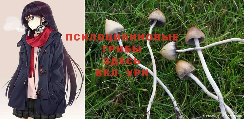 где купить наркоту  Пошехонье  Галлюциногенные грибы Psilocybine cubensis 